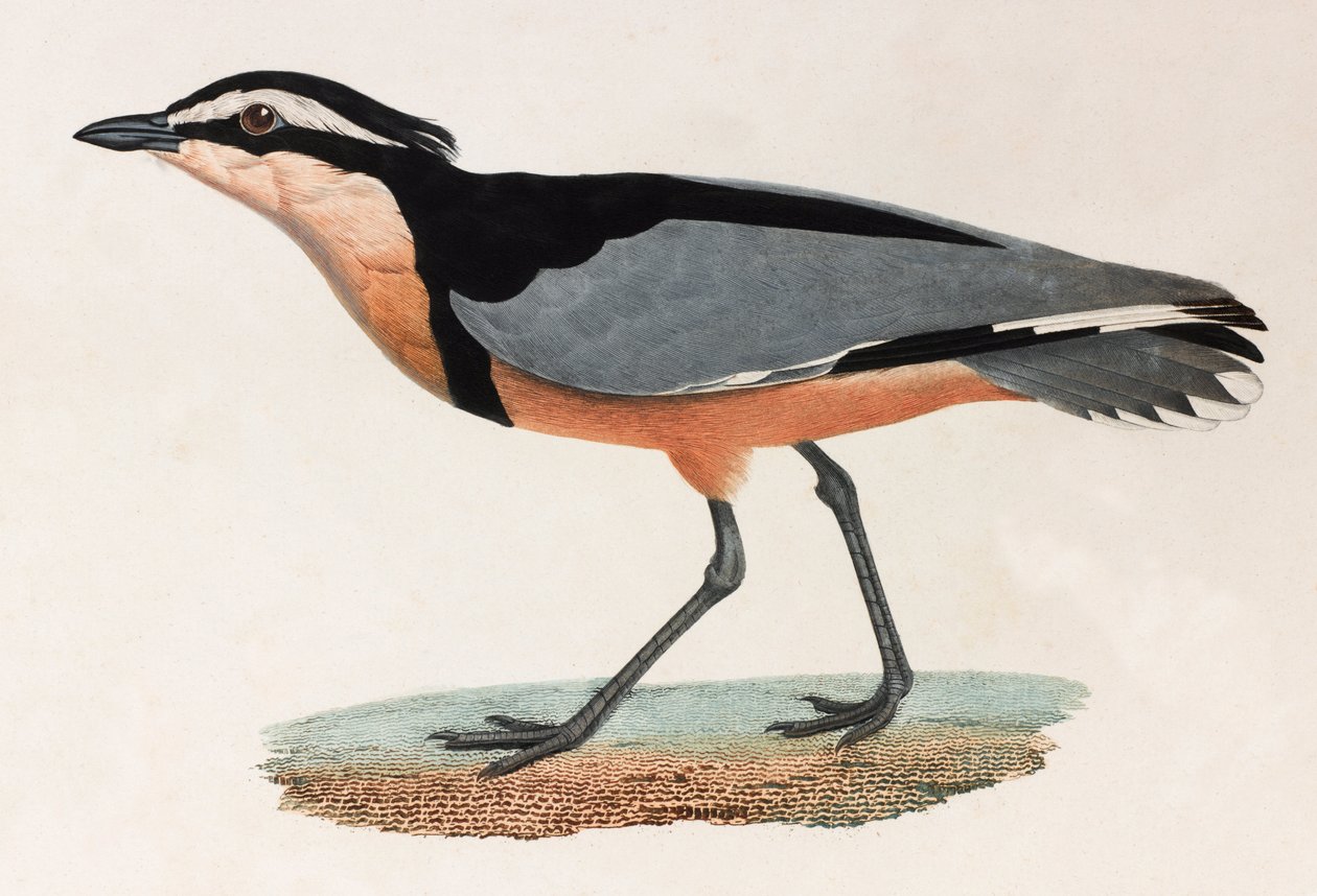 A colour illustration of a bird 作者 不明