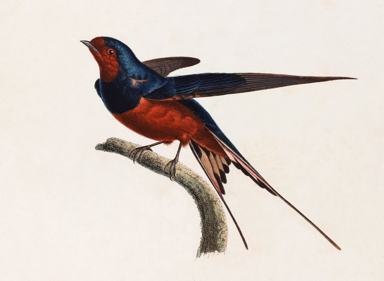 A colour illustration of a brown and blue bird 作者 不明