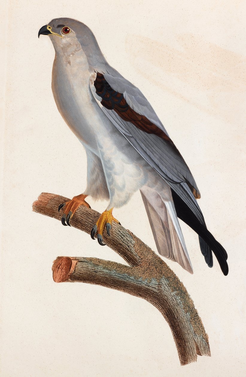A colour illustration of a grey bird 作者 不明