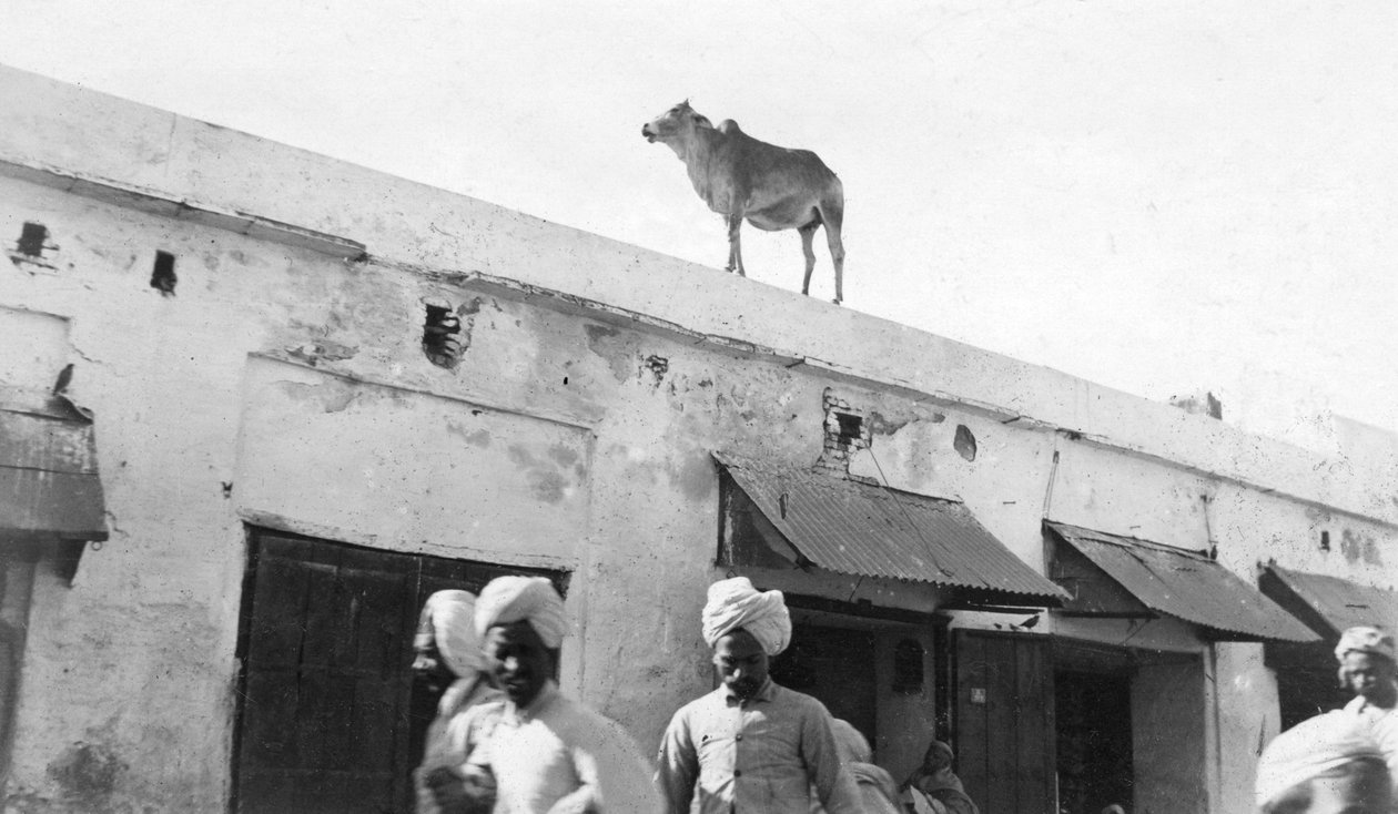 1916-1917年，印度Nowshera，建筑物屋顶上的奶牛 作者 不明