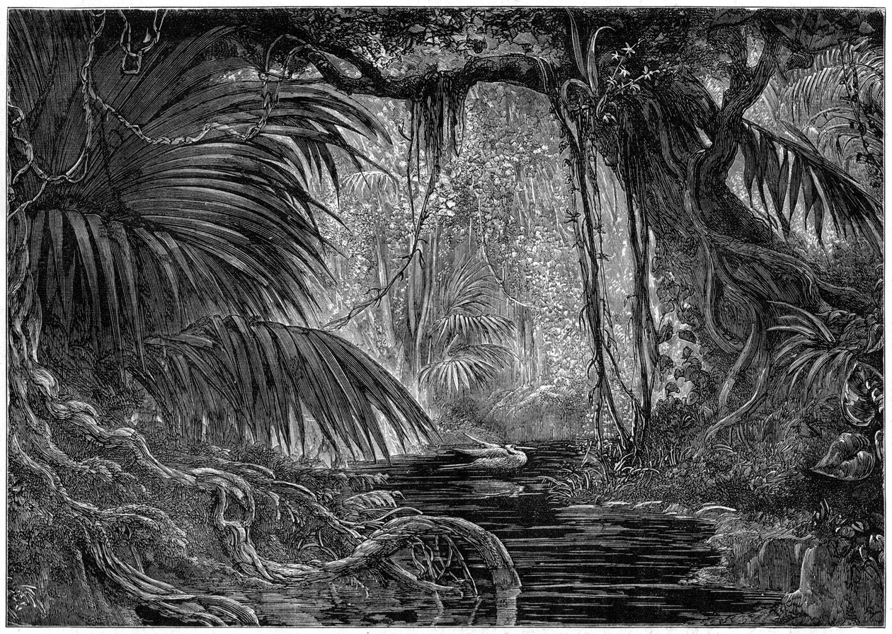 秘鲁的森林风景，1877年 作者 不明