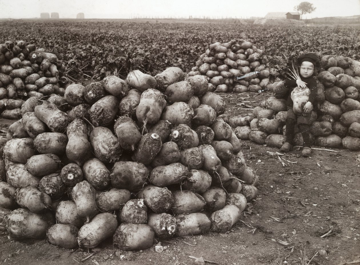 一个小女孩和成堆的收获的萝卜在一起，瑞典兰茨克鲁纳附近，1910年 作者 不明