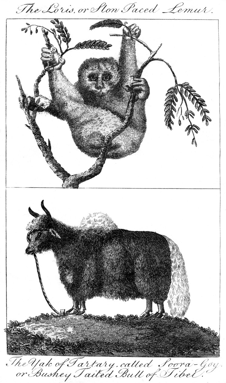洛里斯和a牛，1799年 作者 不明