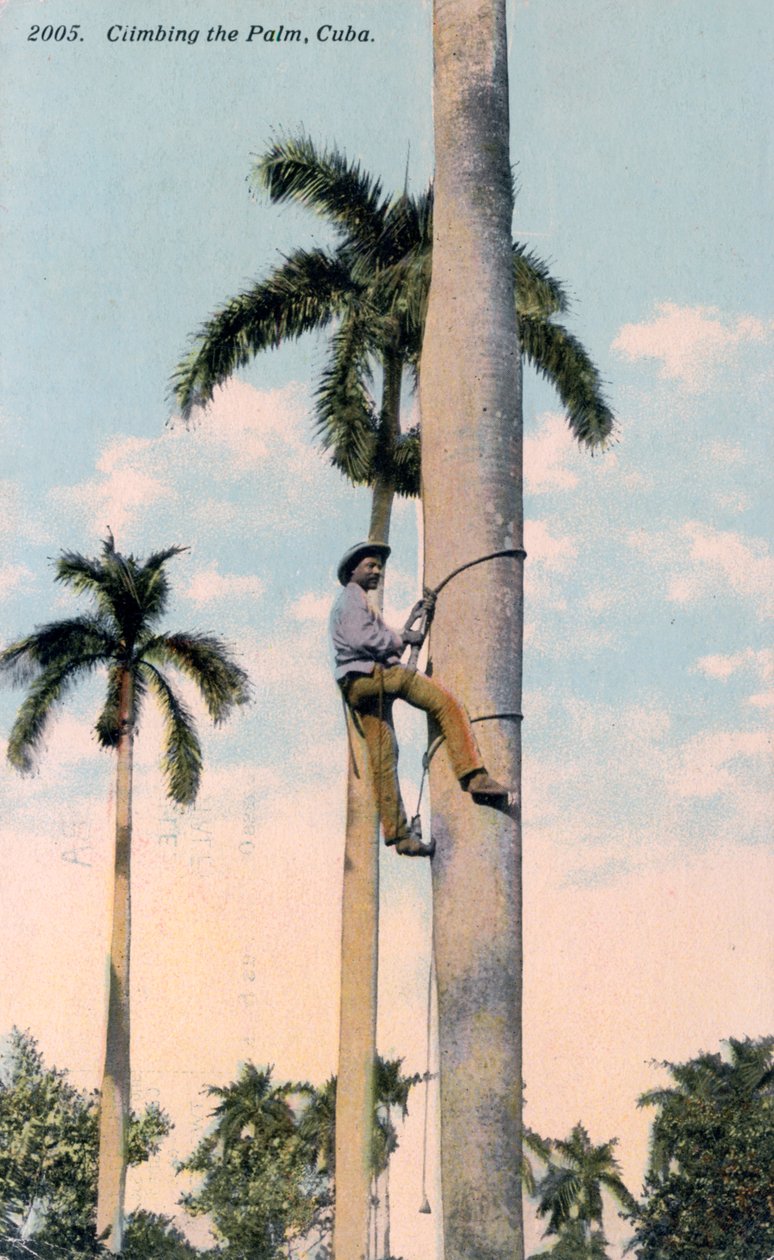 一名男子爬棕榈树，古巴，1911年 作者 不明