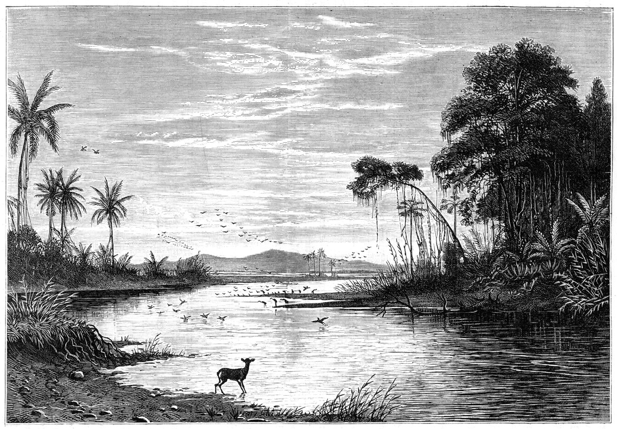 委内瑞拉的河景，1877年 作者 不明
