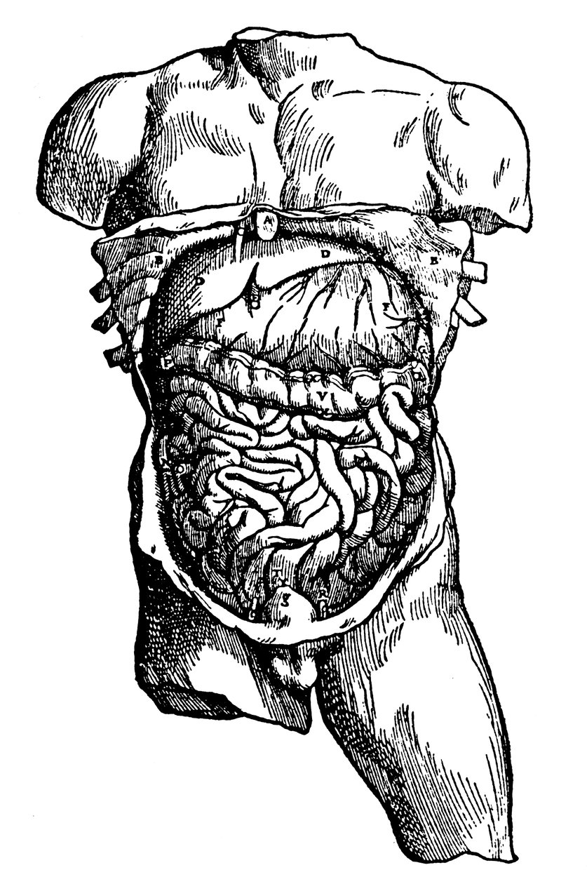 腹腔及其内容物，1543年 作者 不明