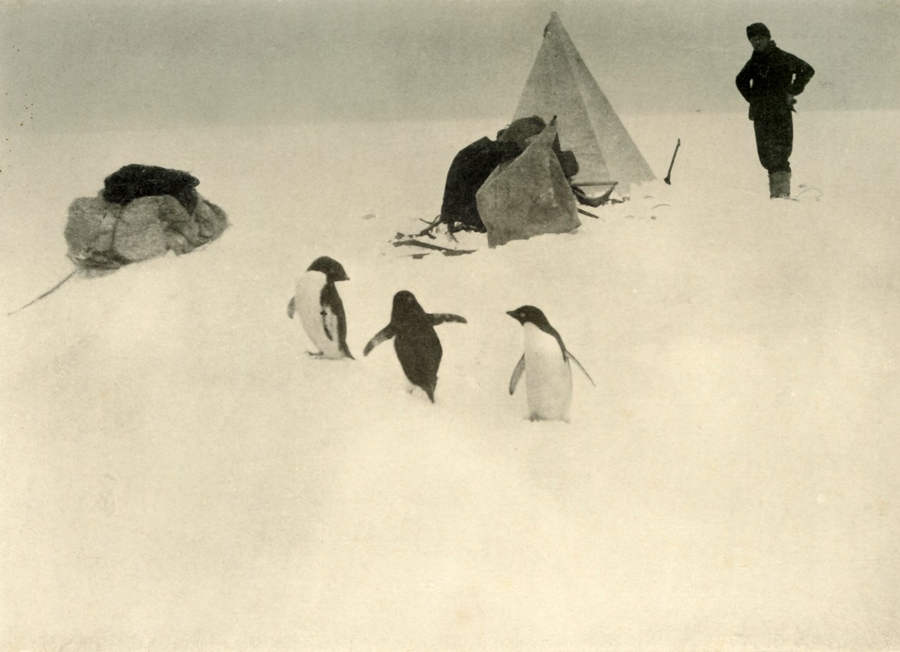 阿德利企鹅（Adelie Penguins）参观营地c1908，1909年。 作者 不明