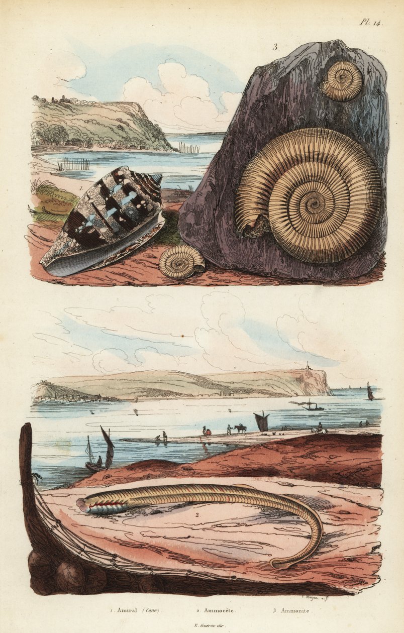 Admiral锥、Conus ammiralis 1、七鳃鳗的 ammocete 或幼虫阶段、Petromyzon marinus 2 和已灭绝的菊石软体动物化石 3 作者 不明
