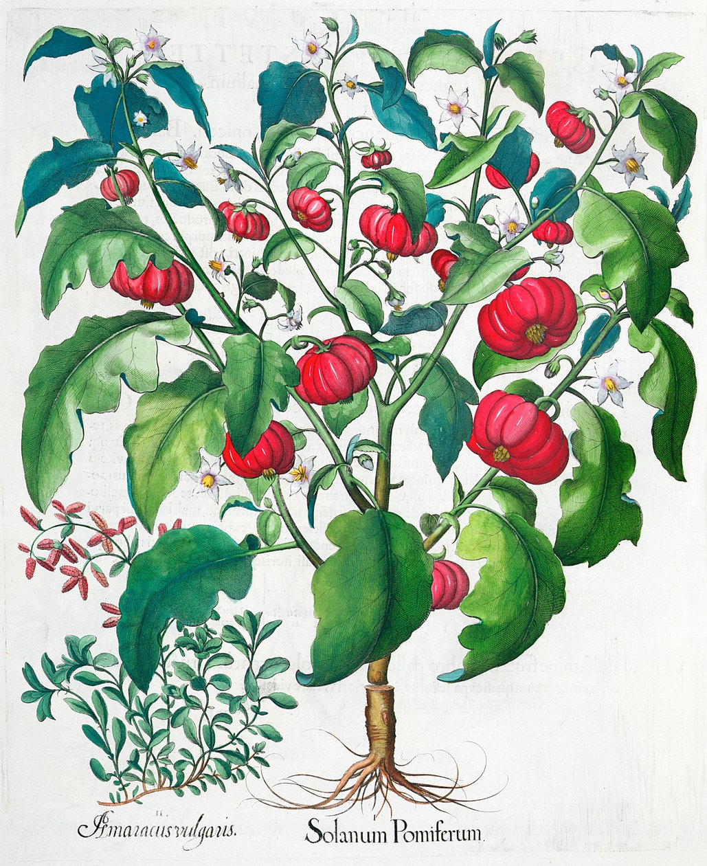 非洲西红柿和马兰花植物，1613年 作者 不明