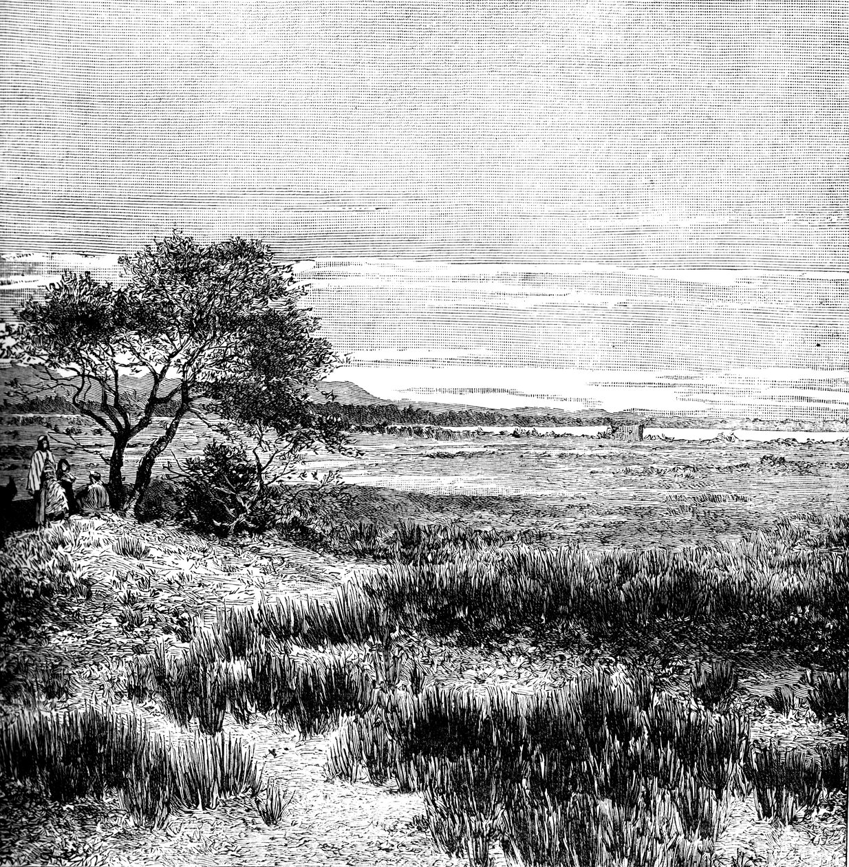 阿根廷中部潘帕阿格哈山谷（Agha Valley），1895年 作者 不明