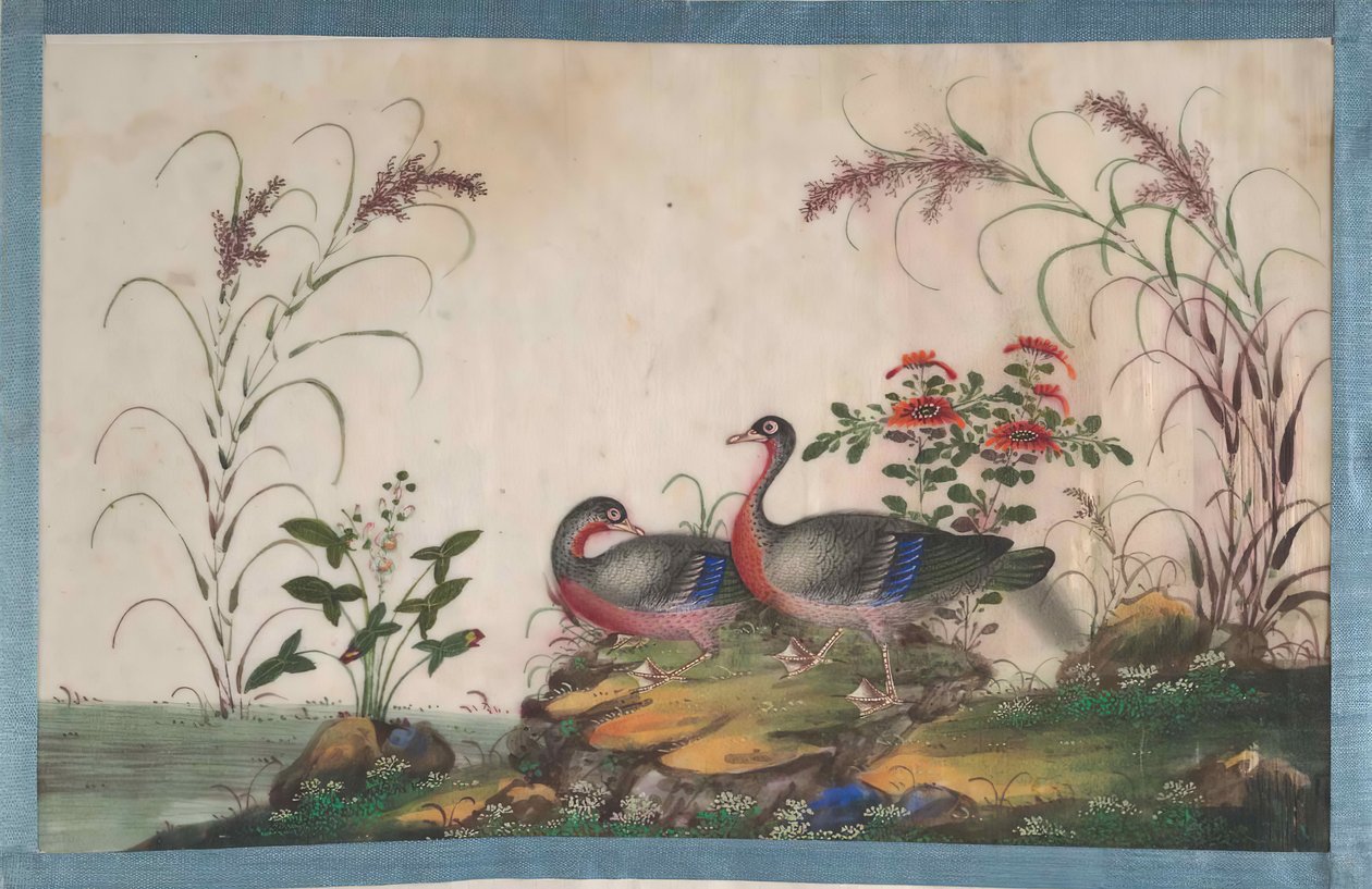 包含12幅鸟类画的画册，19世纪。 作者 不明