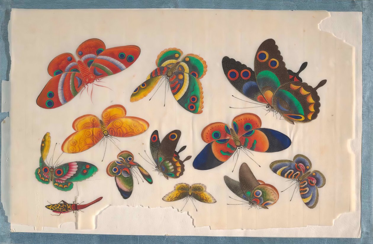 包含12幅昆虫画的画册，19世纪。 作者 不明
