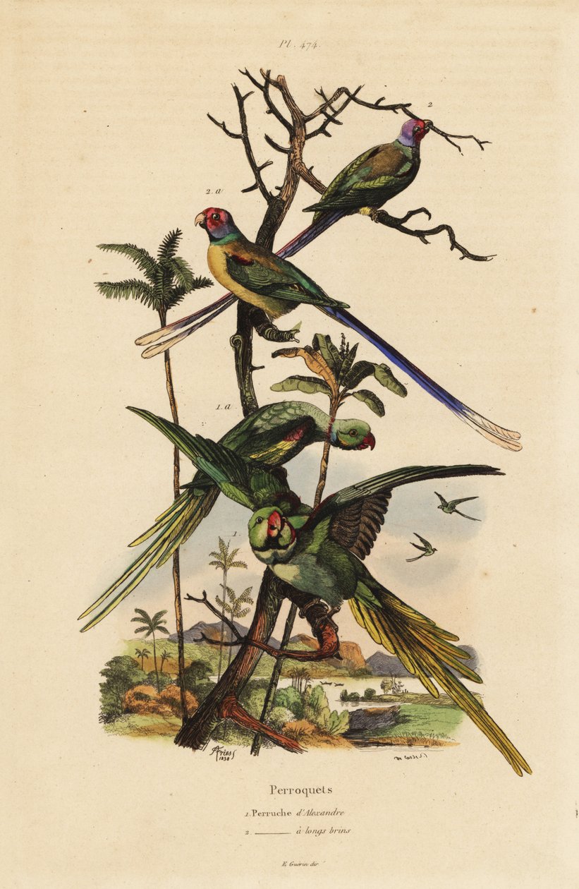 亚历山大长尾小鹦鹉、Psittacula eupatria 和长尾小鹦鹉、Psittacula longicauda 亚历山大长尾小鹦鹉和长尾小鹦鹉 作者 不明