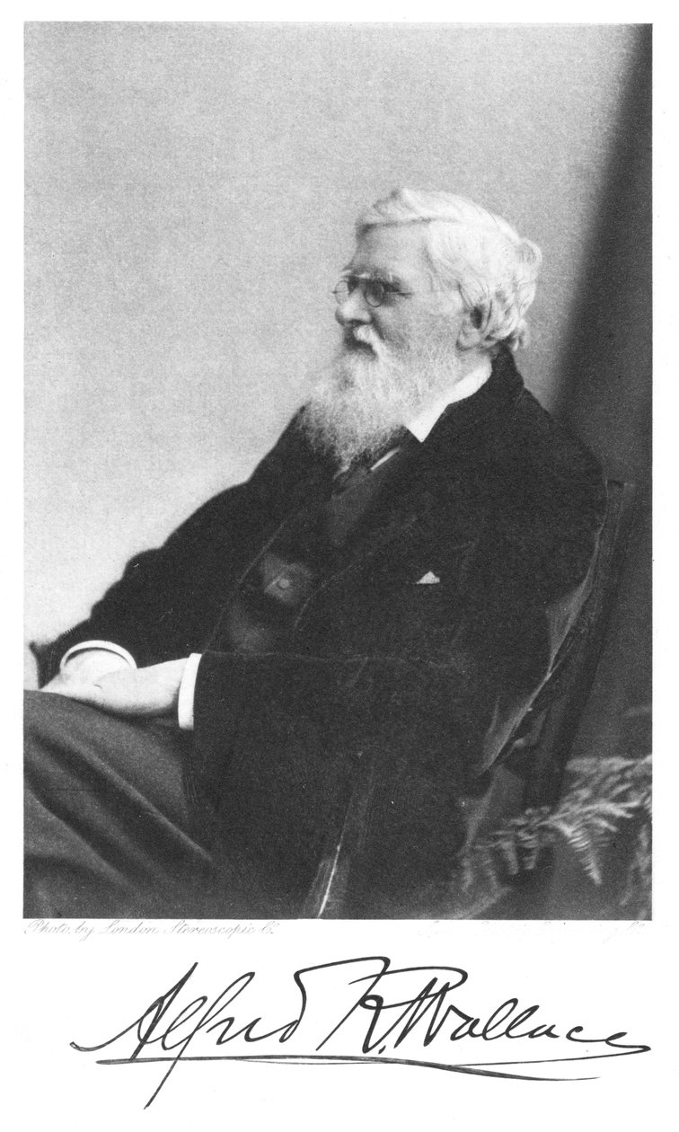 威尔士出生的英国博物学家阿尔弗雷德·罗素·华莱士（Alfred Russell Wallace），c1900年 作者 不明
