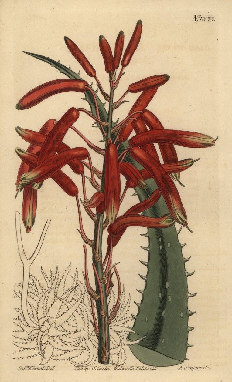 Aloe humilis（苹果绿叶芦荟，Aloe virens） 作者 不明