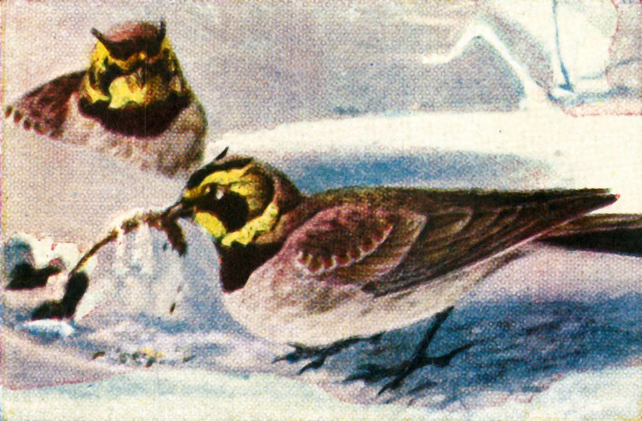 高山百灵，c1928。 作者 不明