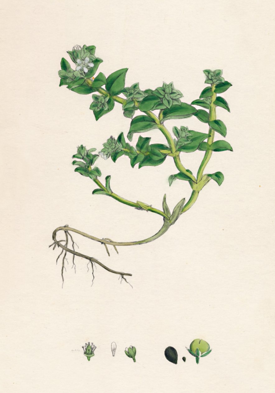 Alsine peploides。海马齿Pur，十九世纪 作者 不明