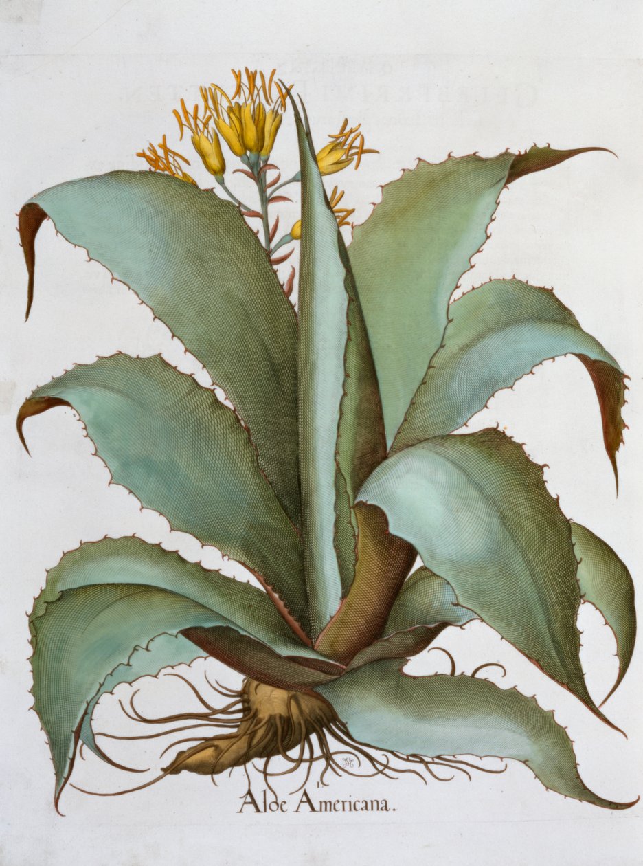 美洲芦荟 Aloe Americana, 1613 作者 不明