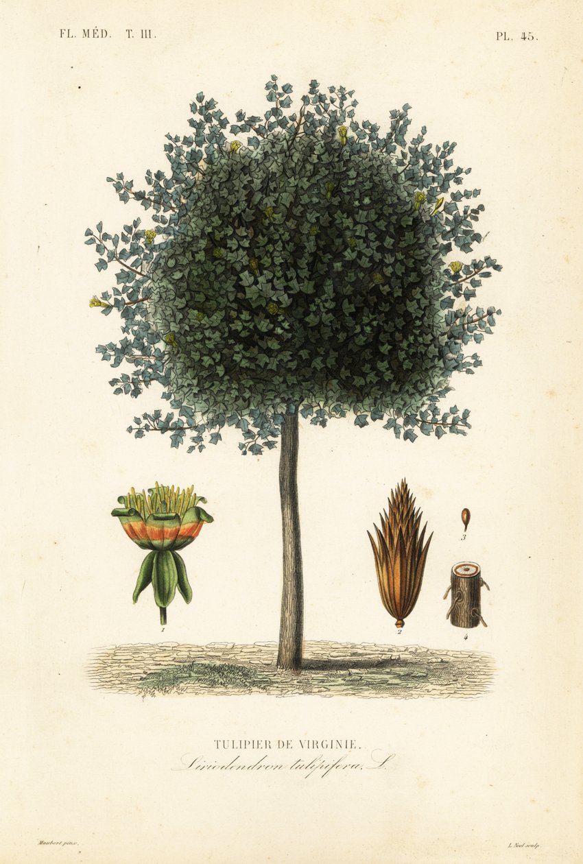 American tulip tree or tulipwood, Liriodendron tulipifera, Tulipier de Virginie 作者 不明