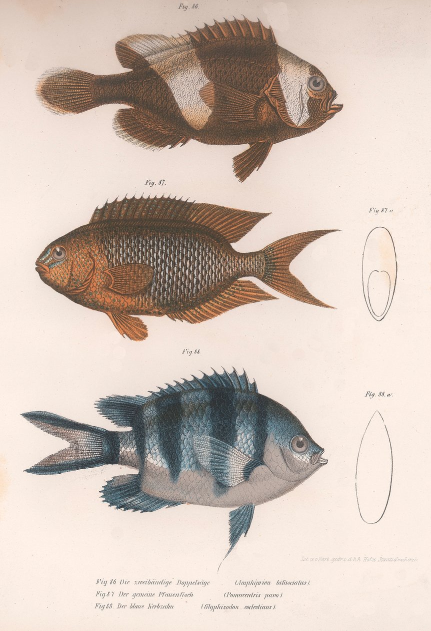 两栖双歧杆菌。番茄Glyphisodo，约1850年代 作者 不明