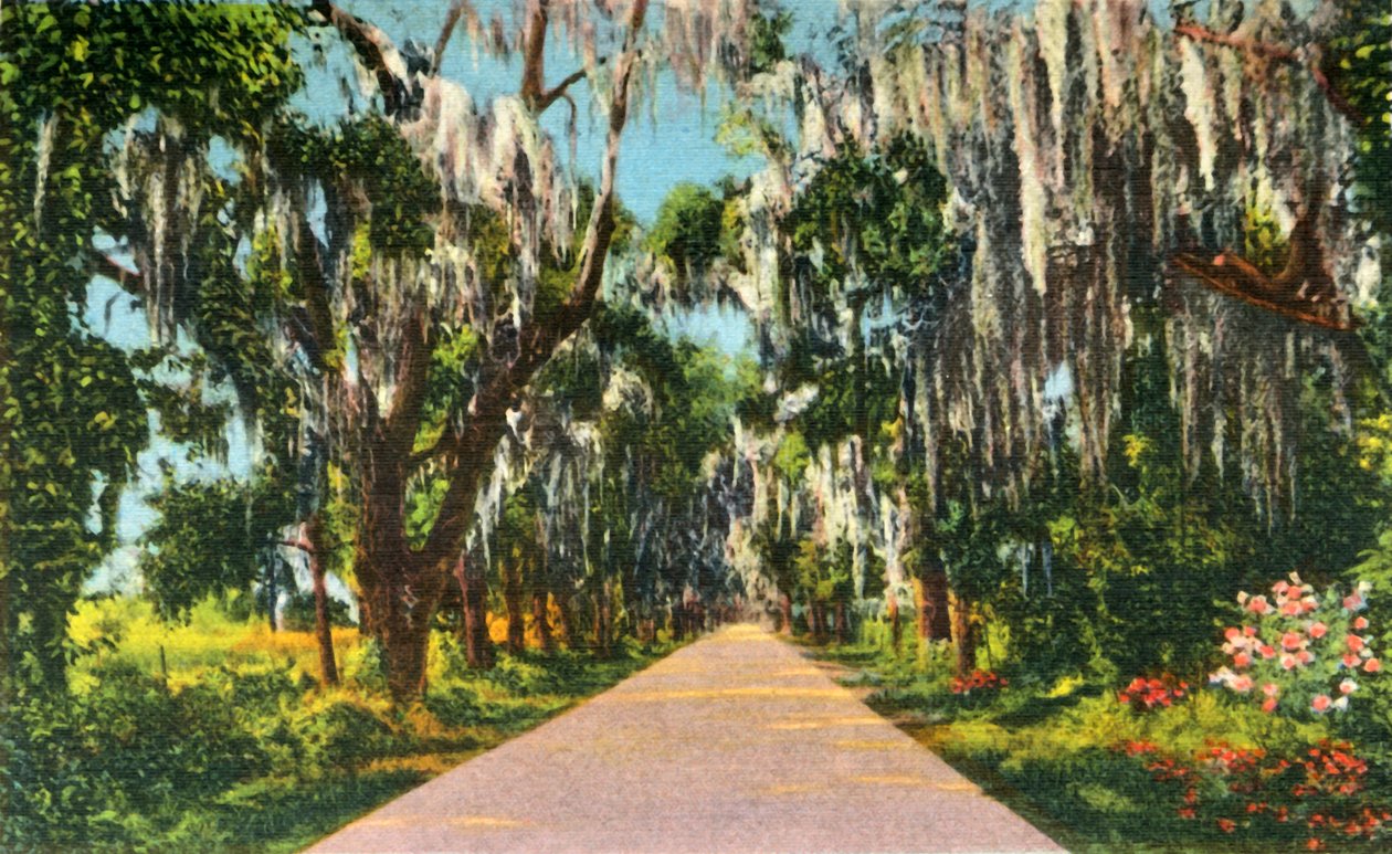 1942年，卡罗来纳州的一个诱人的高速公路场景。 作者 不明