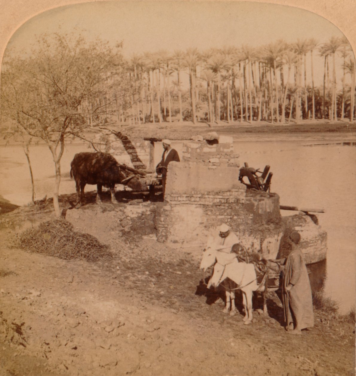 埃及人Sakiyeh，汲取尼罗河水进行灌溉，1896年，埃及 作者 不明