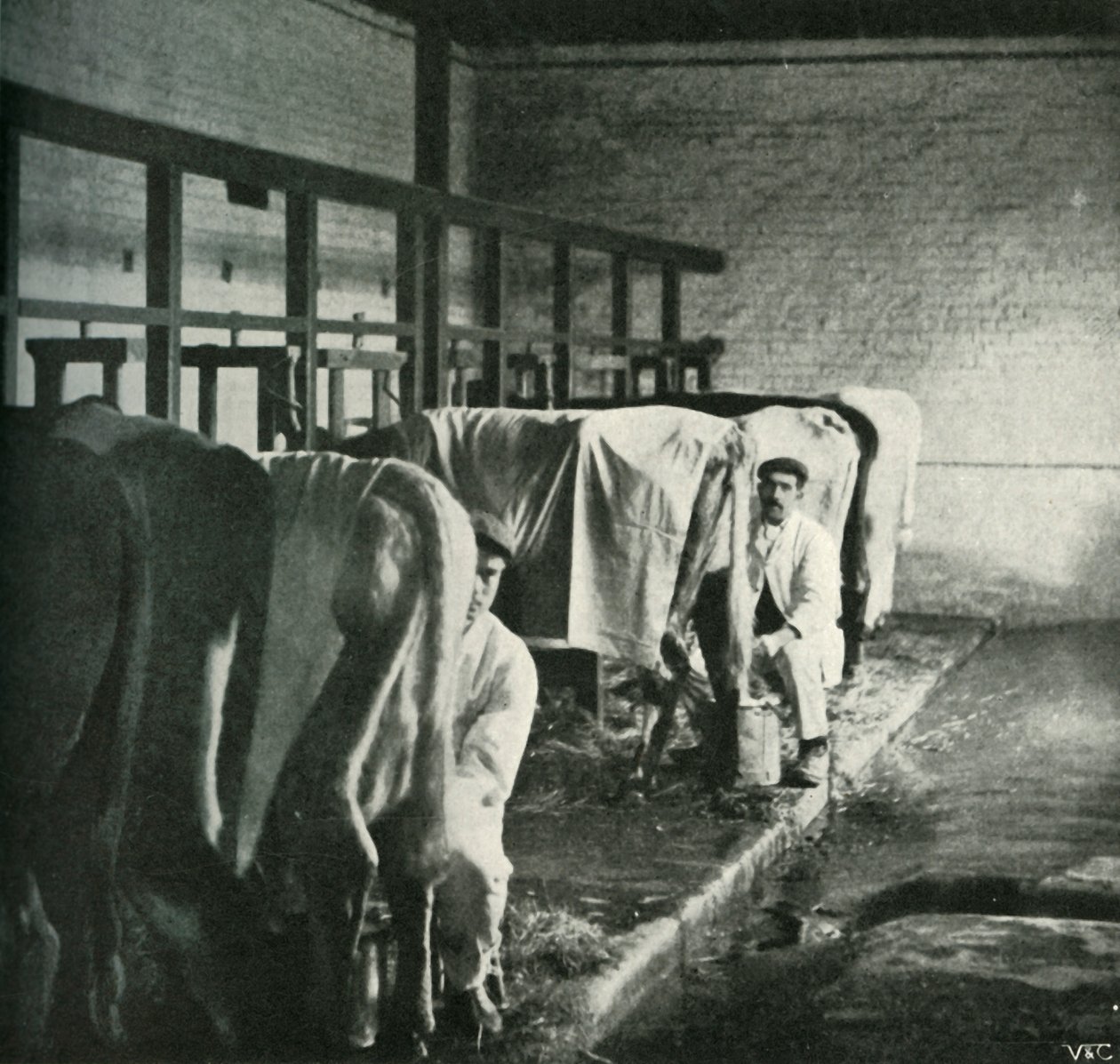 沃克·戈登农场的最新挤奶棚，1902年。 作者 不明