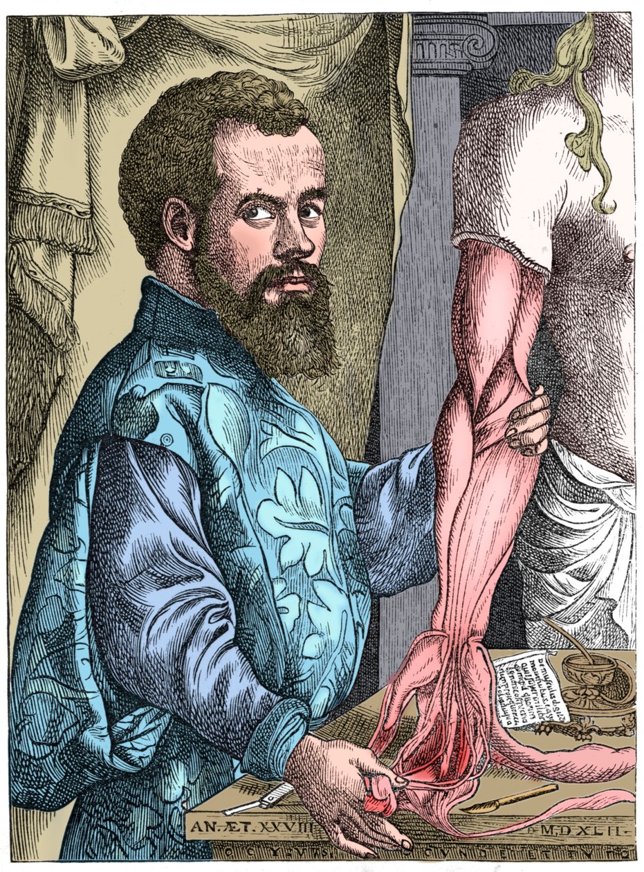 Andreas Vesalius，16世纪佛兰芒解剖学家 作者 不明
