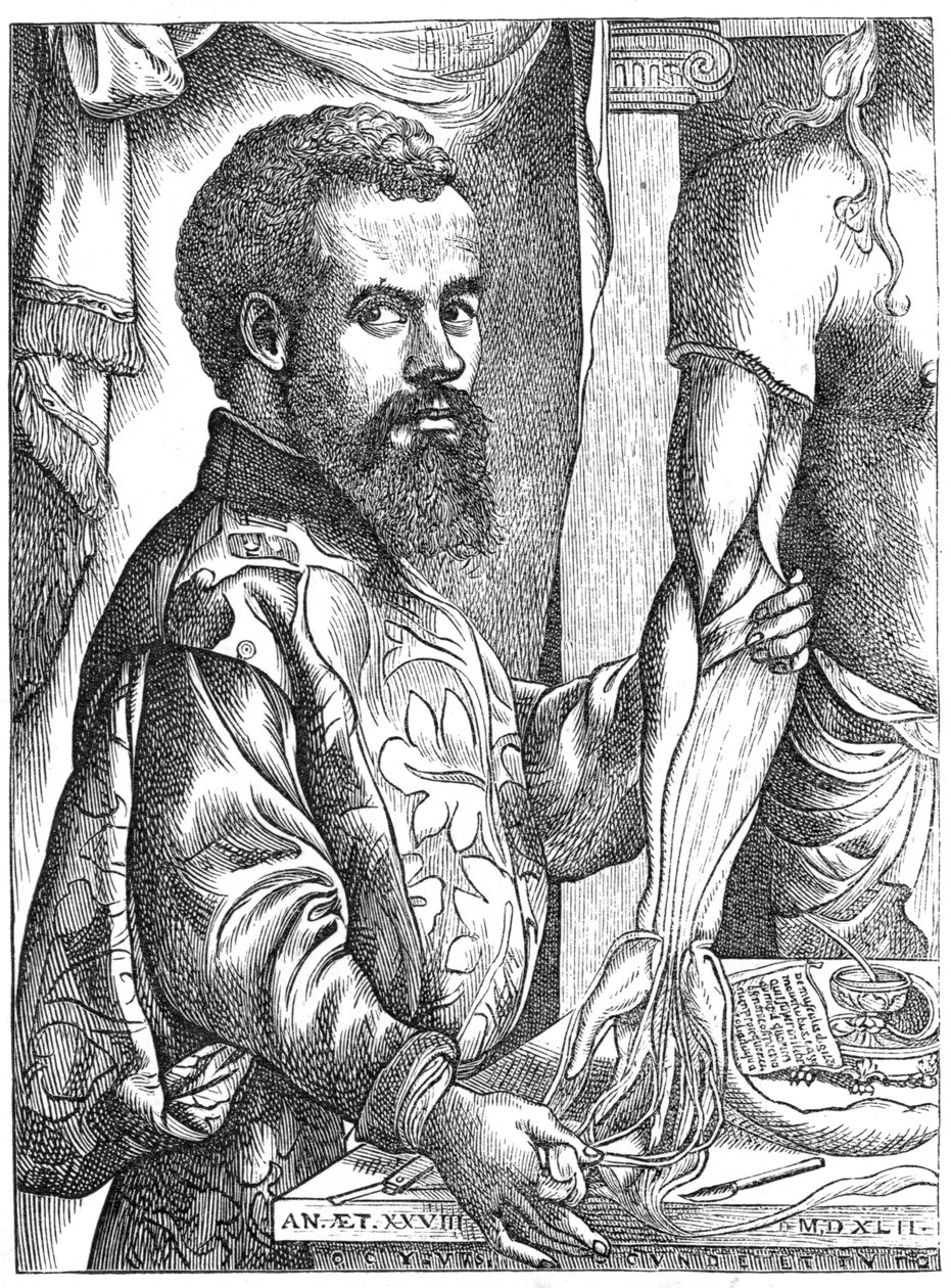 Andreas Vesalius，16世纪佛兰芒解剖学家 作者 不明