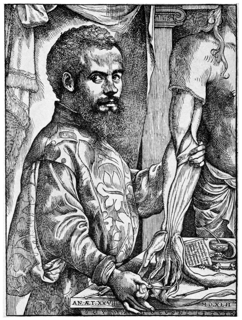 Andreas Vesalius，16世纪佛兰芒解剖学家，1954年 作者 不明