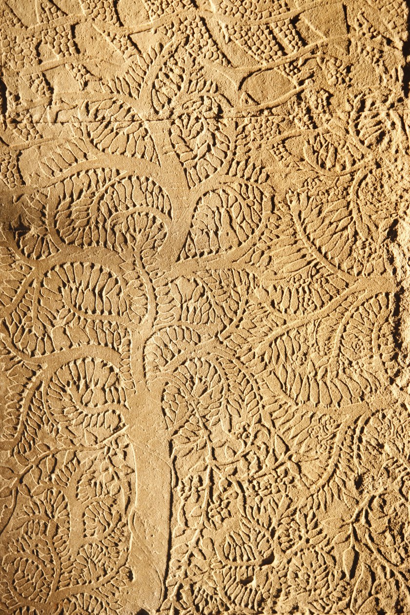 Angkor Wat, Carved Detail on WallTree, Siem Reap, Cambodia 作者 不明