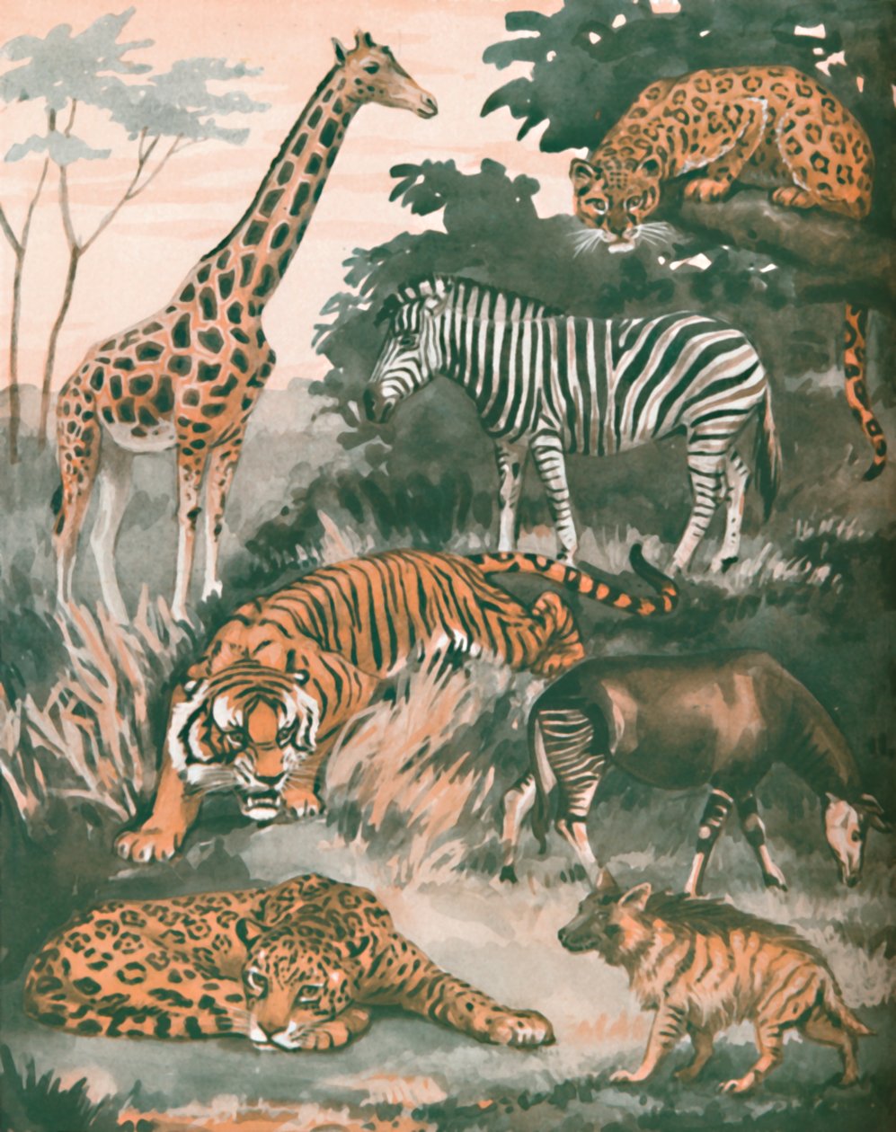 斑点和条纹帮助的动物，1935年 作者 不明