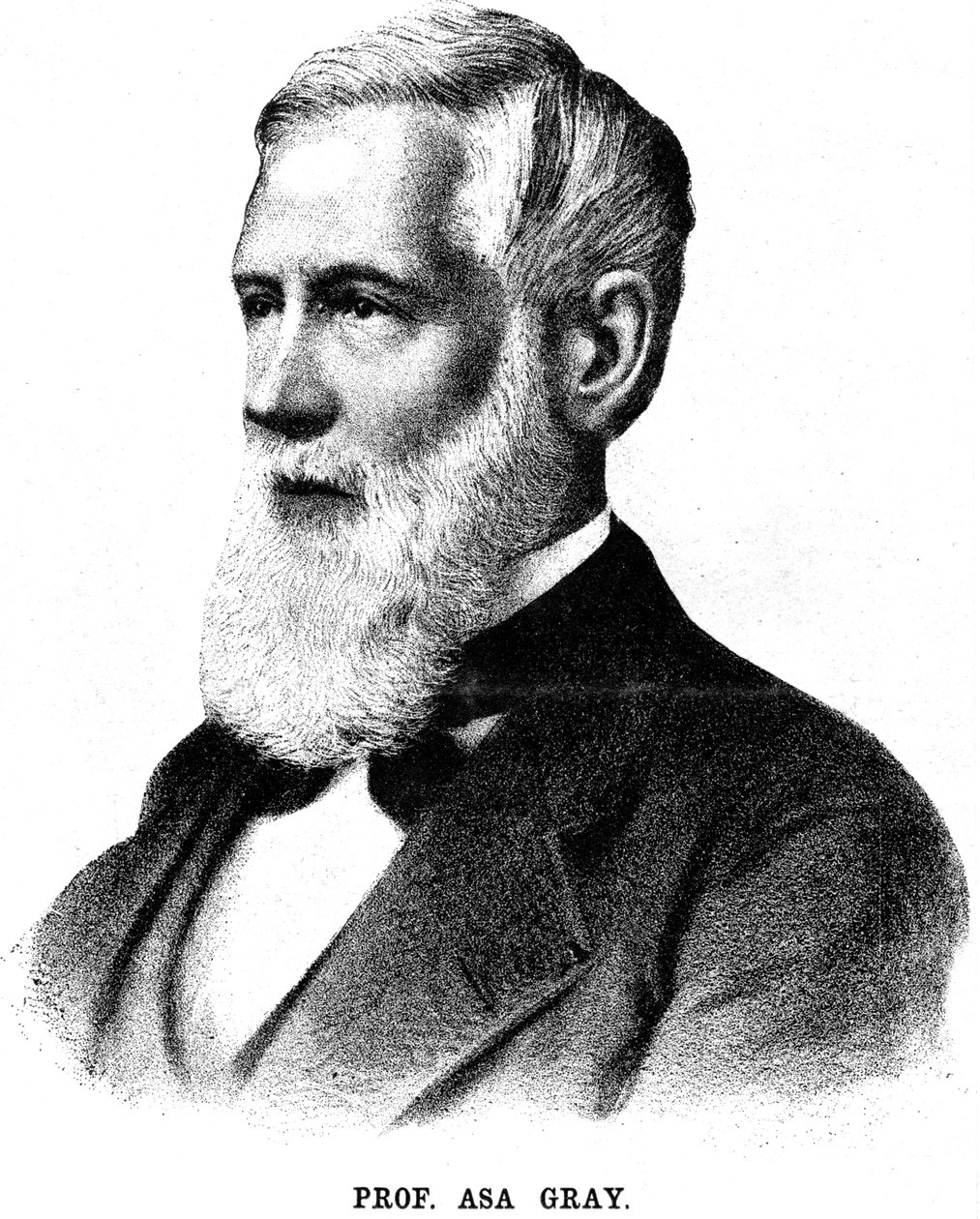 美国植物学家阿萨·格雷（Asa Gray），1888年 作者 不明