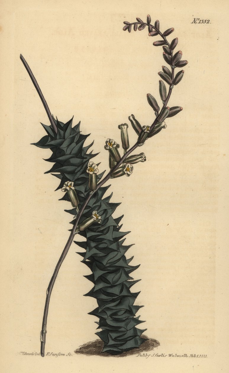 Astroloba foliolosa (Small leaved aloe, Aloe foliolosa) 作者 不明