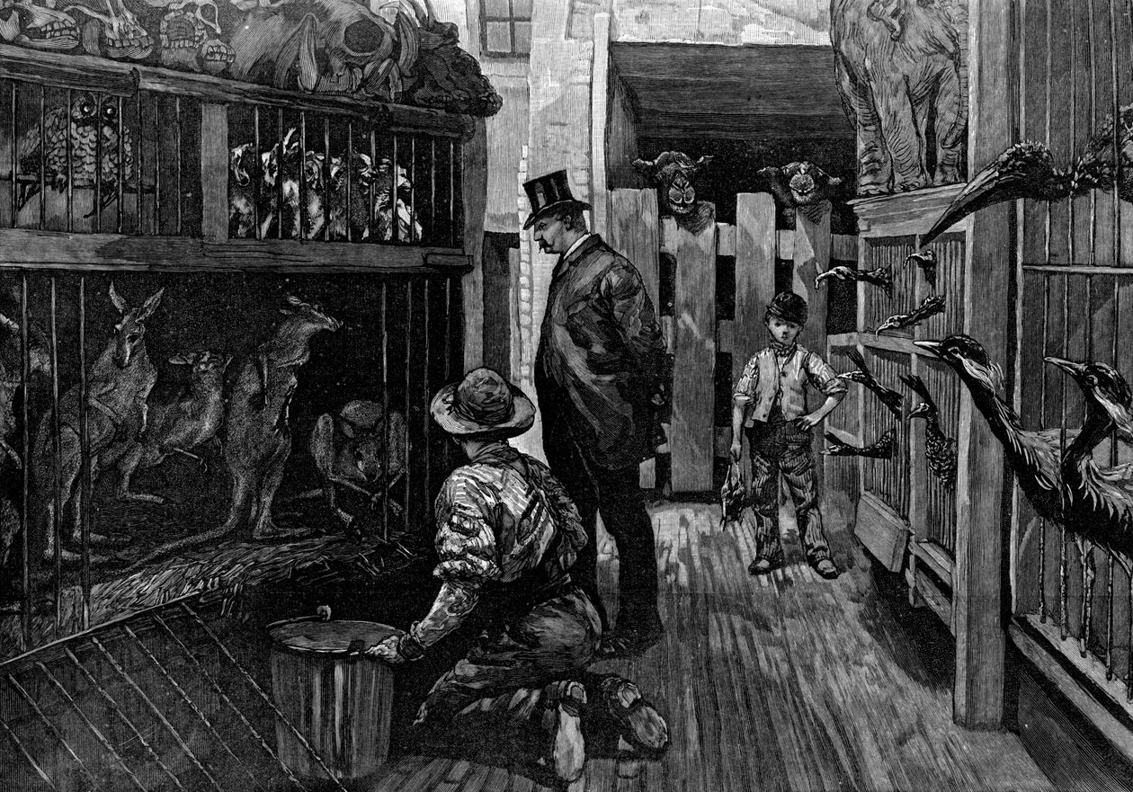 1887年在伦敦的Jamrachs 作者 不明