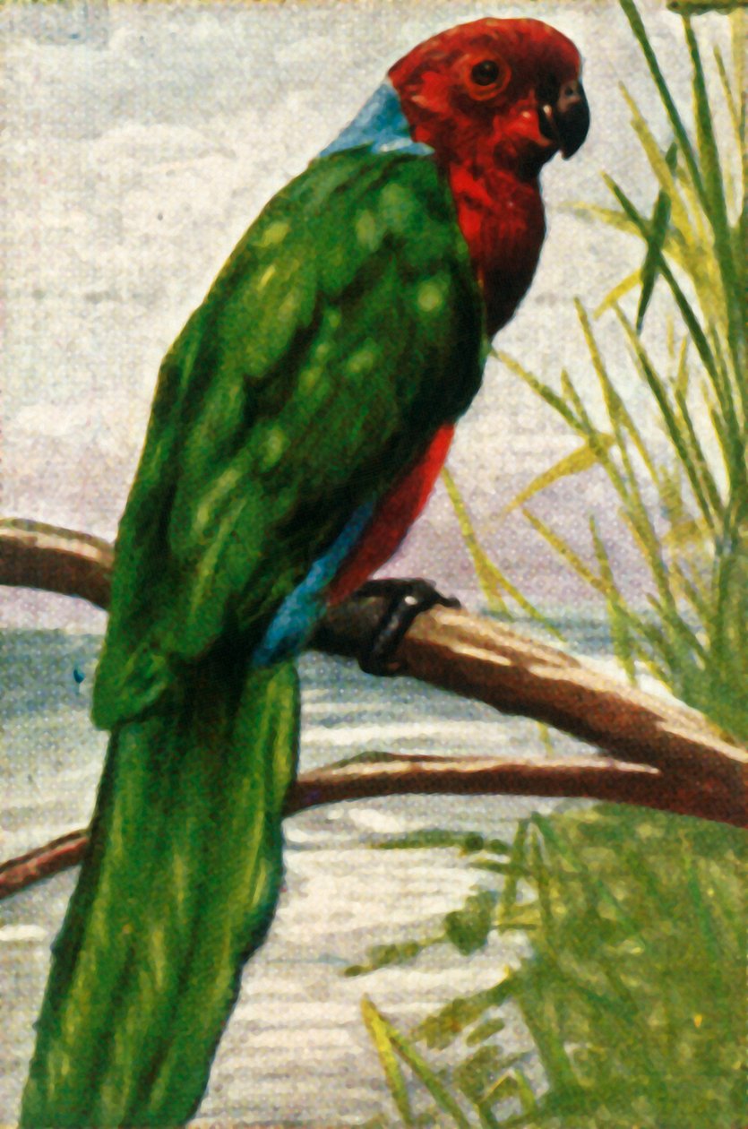 南方长尾小鹦鹉，c1928年。 作者 不明