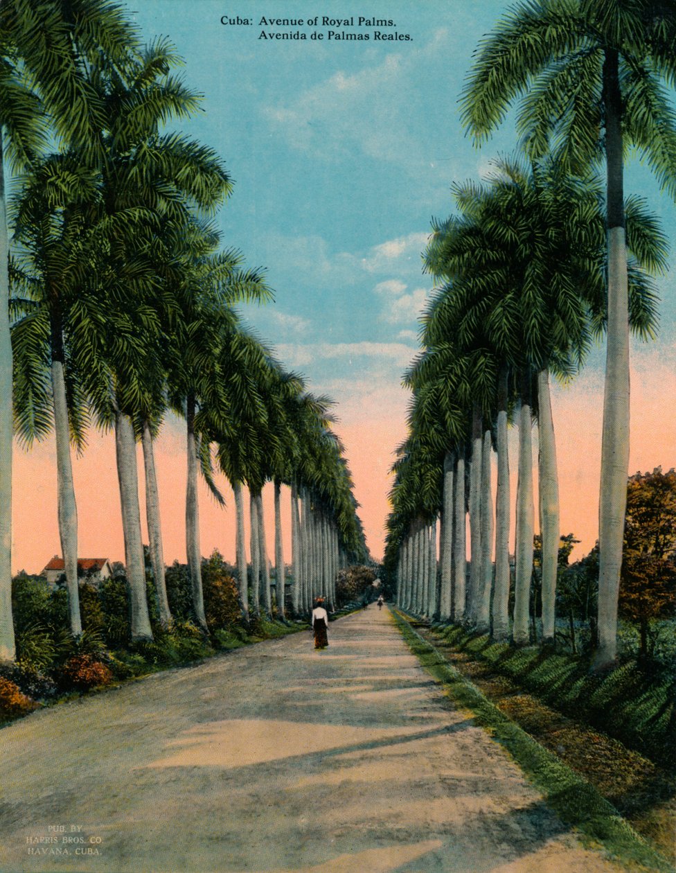 古巴皇家棕榈大道，建于1920年 作者 不明