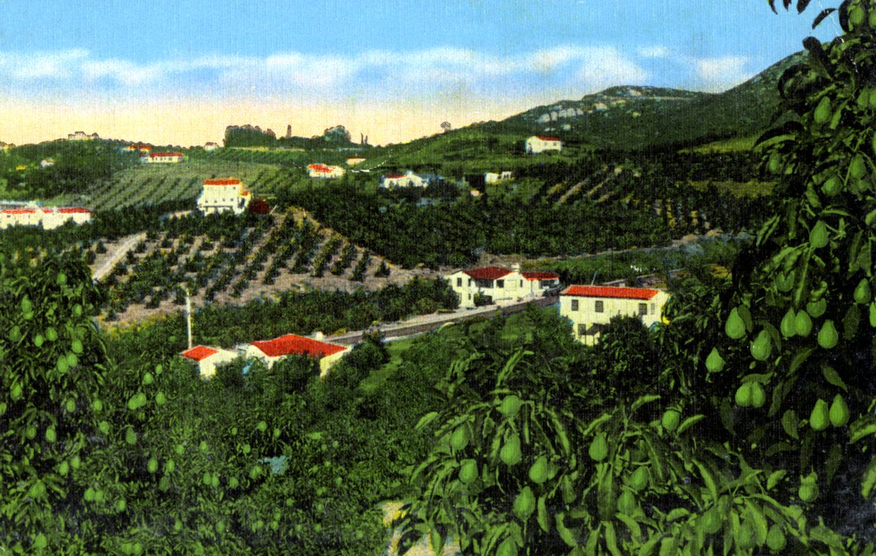 鳄梨林，美国加利福尼亚州圣地亚哥，c1900年代 作者 不明