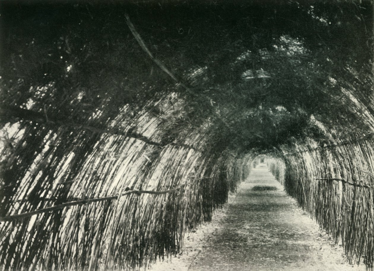 1904年，1925年，在Barrackpore的Bamboo Avenue。 作者 不明