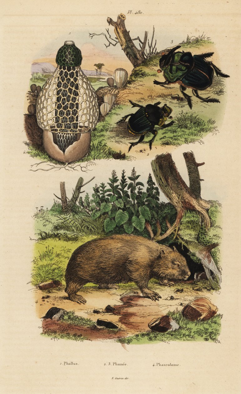 竹真菌、Phallus indusiatus 1、金龟子粪甲虫、Coprophanaeus ensifer 2 和 Diabroctis mimas 3，以及普通袋熊 Vombatus ursinus 4 作者 不明