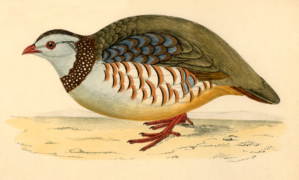 巴巴里·帕特里奇（Barbary Partridge），十九世纪末。 作者 不明