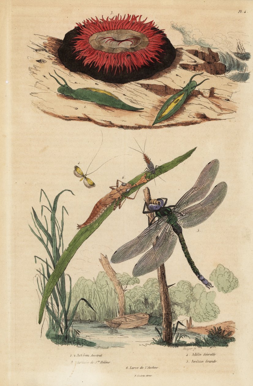 桶泡蜗牛，Acteon tormatilis 1，珠状海葵，Actinia equina 2，黄斑长角牛，Nemophora degeerella 3，棕色小贩，Aeshna grandis 4 作者 不明