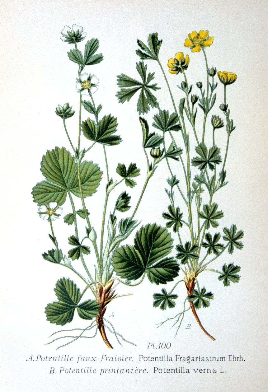 贫瘠的草莓和春五叶草，1893年 作者 不明