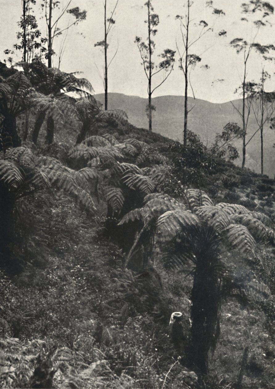 Baumfarne tAlsophila覆盖UA，1926年 作者 不明