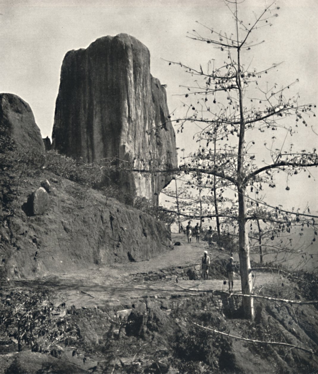 带有成熟种子的棉树Bombax malabaricum，1926年 作者 不明