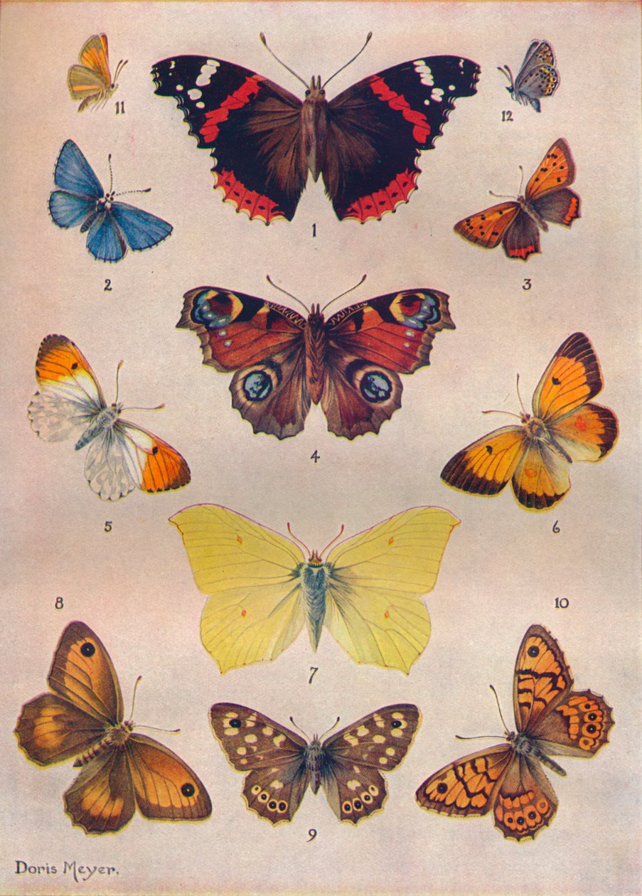 不列颠群岛的美丽蝴蝶，c1934 作者 不明