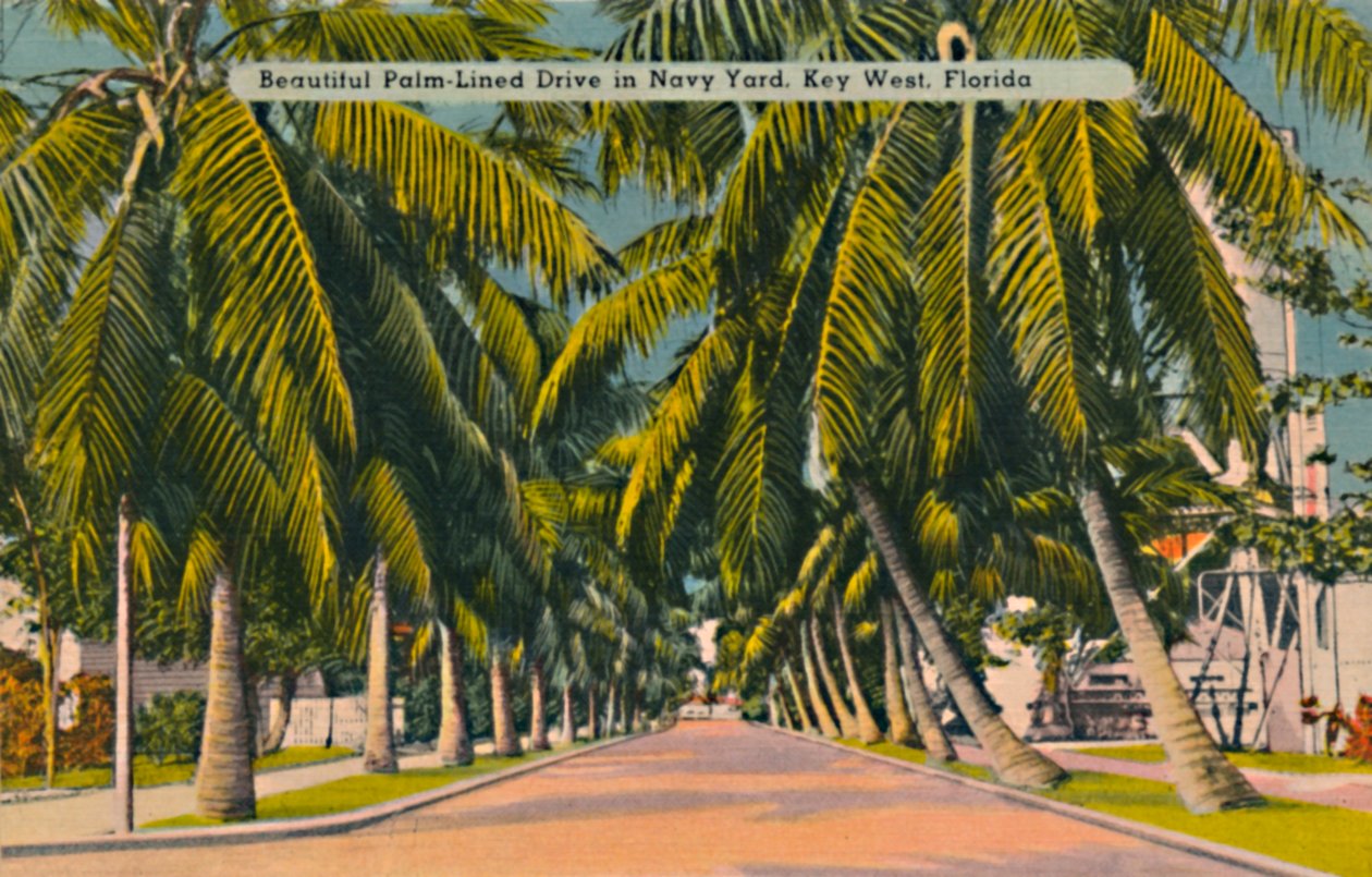 c1940年代，佛罗里达基韦斯特，海军船坞，美丽的棕榈树驱动器 作者 不明