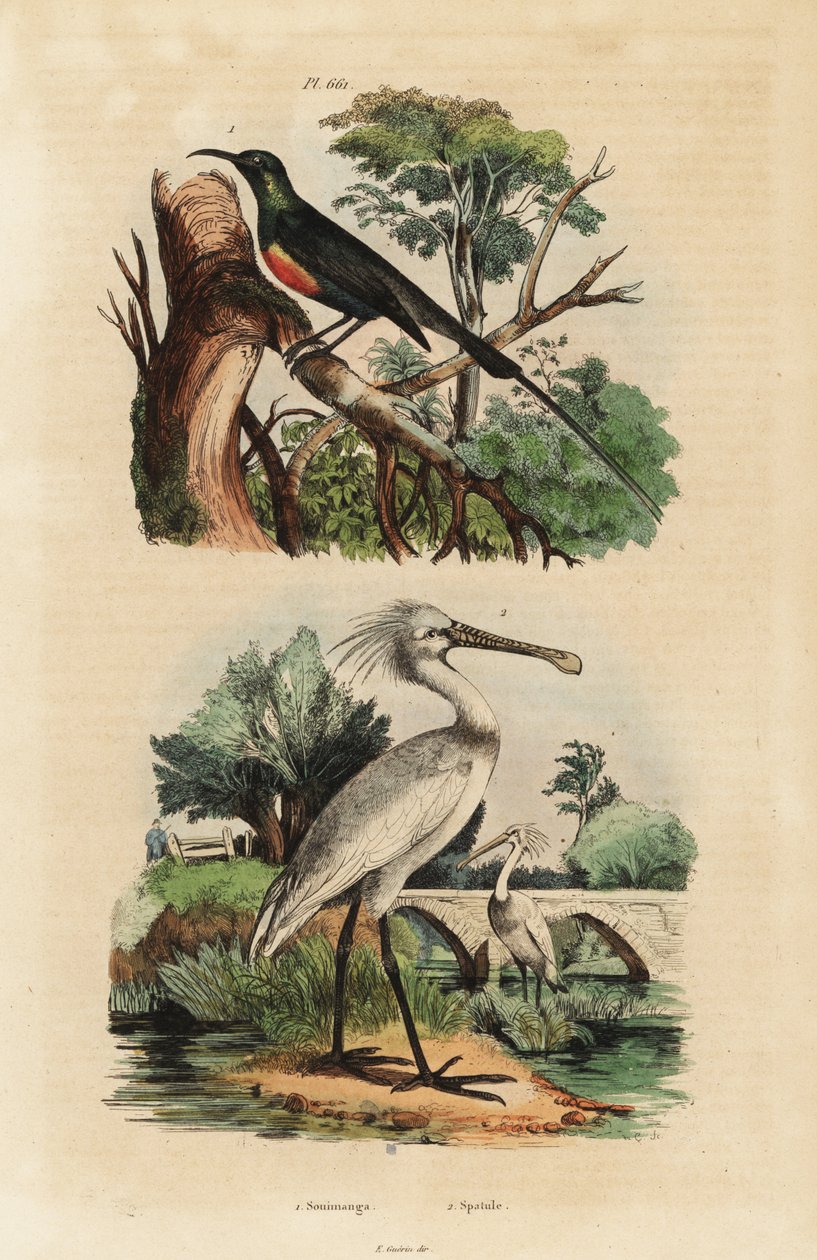 Beautiful sunbird, Cinnyris pulchella, and common spoonbill, Platalea leucorodia 作者 不明