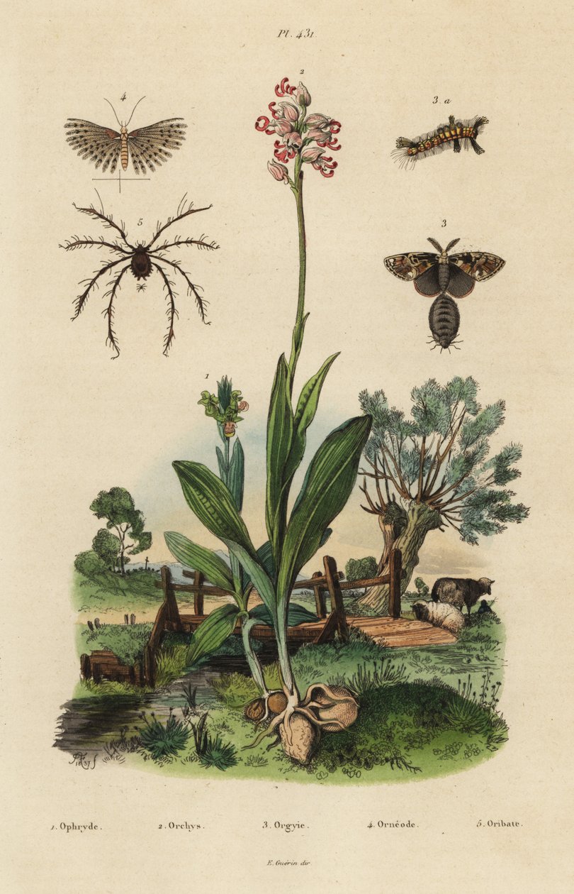 蜂兰、Ophrys apifera 1、猴兰、Orchis simia 2、锈草蛾、Orgyia antiqua 3、二十羽蛾、Alucita hexadactyla 4、Oribata geniculata mite 5 作者 不明