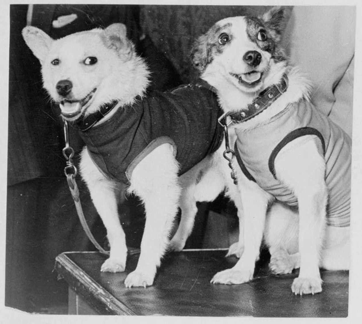 Belka和Strelka，俄罗斯宇航员犬，1960年 作者 不明